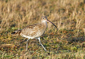 A0103645 Grosser Brachvogel