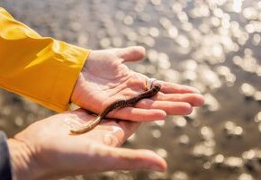 Wattwandern von F&ouml;hr nach Amrum mit der WATTfriesin &ndash; echt & friesisch!