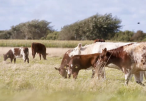 Taste the farm &ndash; Mit dem Trecker &uuml;bers Feld zur Herde