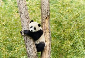 Moon, der Panda