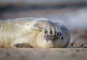 Die wilde Nordsee - Natur, die sich nicht zähmen lässt