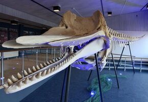 Der Pottwal von Amrum