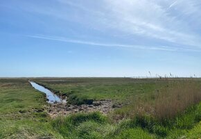 Wildkräuter auf Föhr – Natur entdecken & genießen