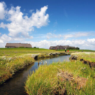 ​Tagesausflug Hallig Gr&ouml;de