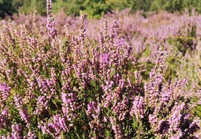 Heidepflege auf Amrum
