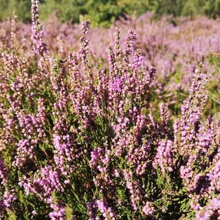 Heidepflege auf Amrum