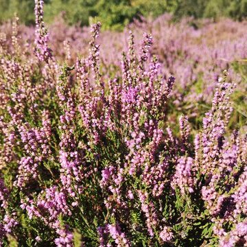 Heidepflege auf Amrum
