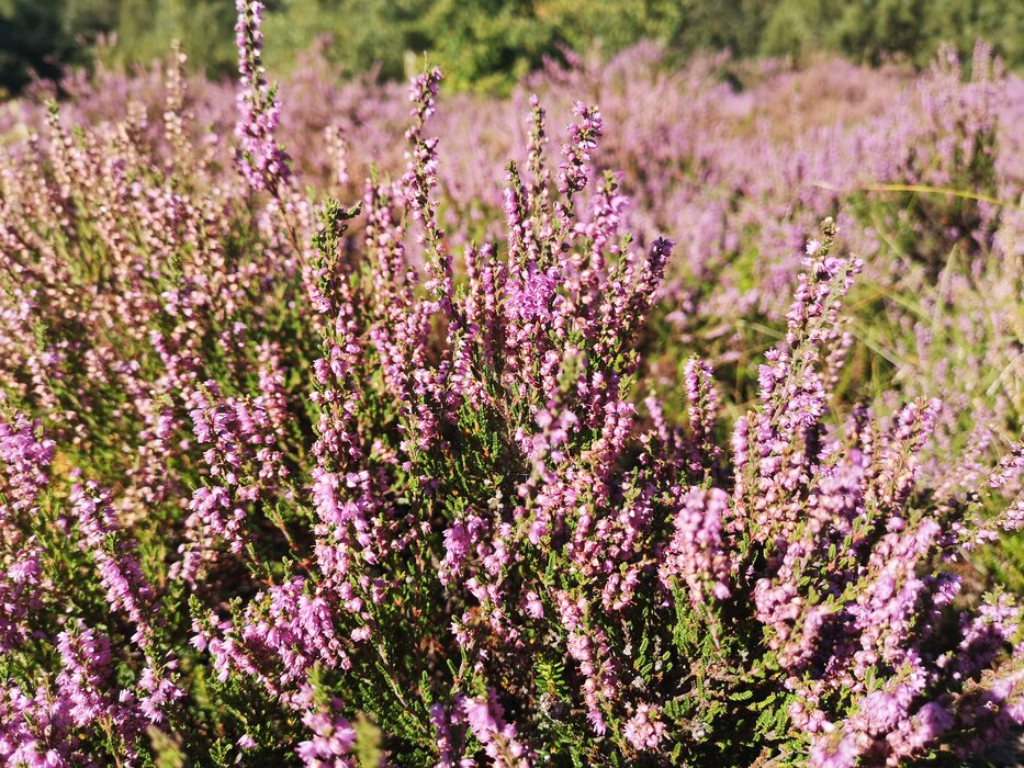 Heidepflege auf Amrum