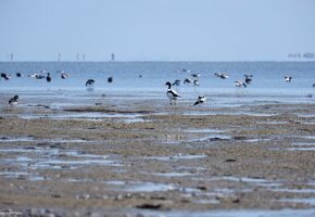 Vogelkiek an der Godel &ndash; Blick in die Vogelwelt am Strand und im Watt