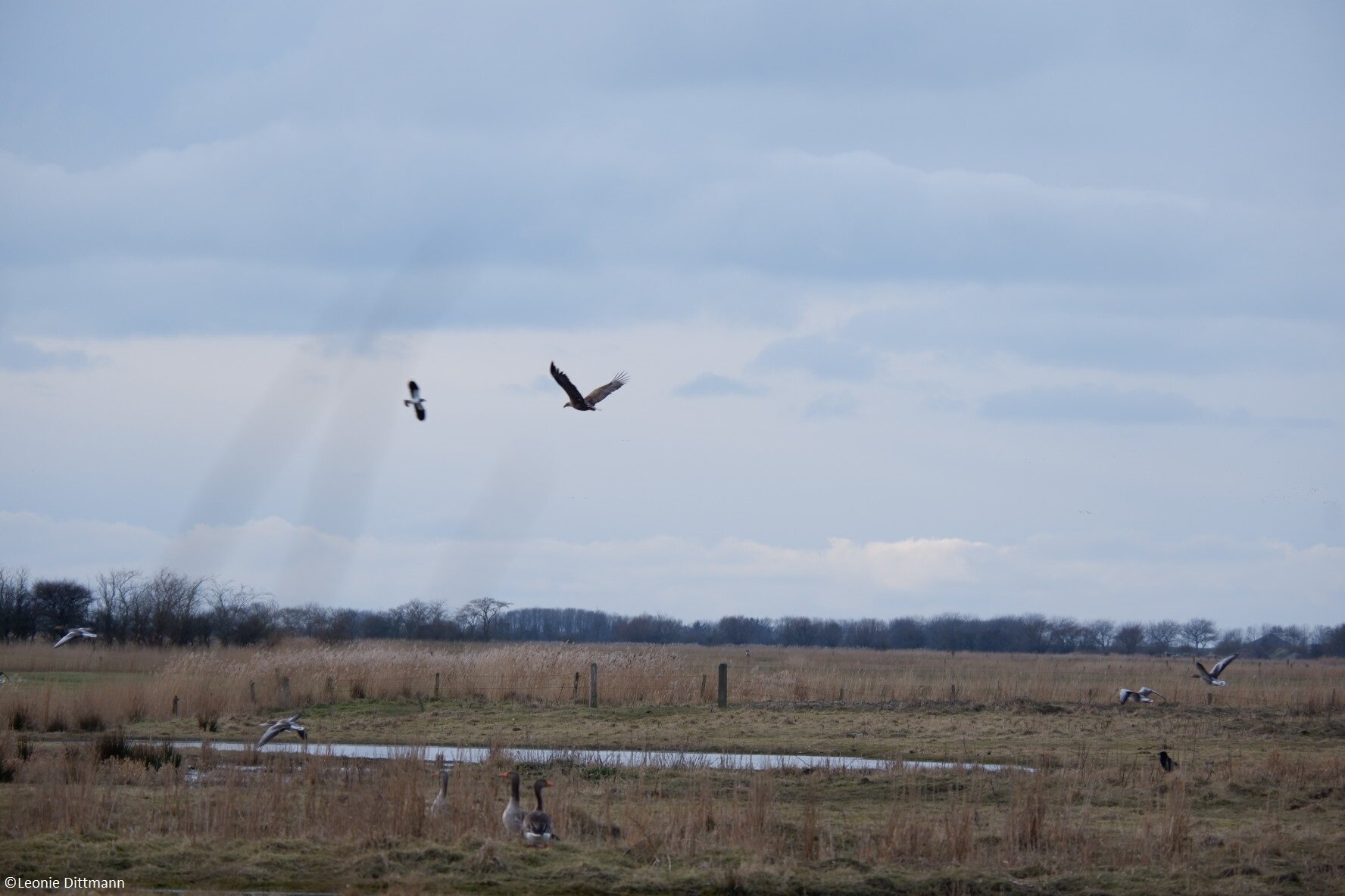 Kleine Vogelkundliche Radtour – Einblicke in die Vogelwelt von Föhr