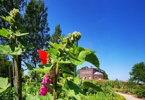 Nolde Museum Seebüll_Garten_III_2023