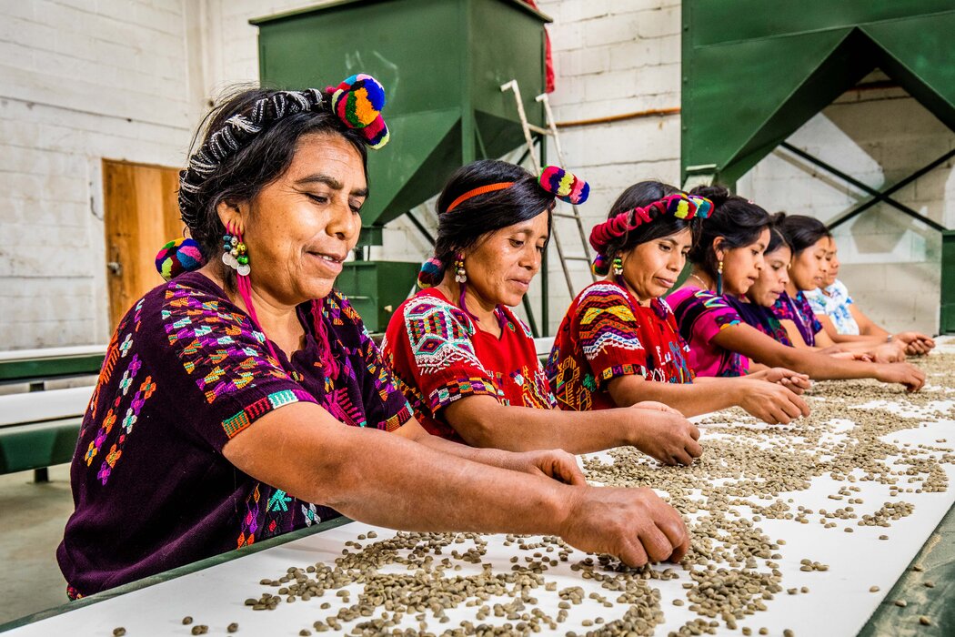 2024_WT_Frauen Chajul sortieren Kaffee _ (c) Opmeer Reports