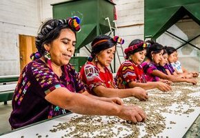 2024_WT_Frauen Chajul sortieren Kaffee _ (c) Opmeer Reports