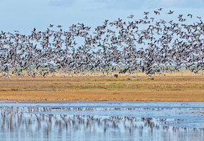 A0105001 Schwarm Nonnengänse