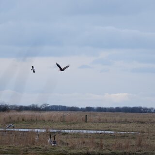 Kleine Vogelkundliche Radtour &ndash; Einblicke in die Vogelwelt von F&ouml;hr