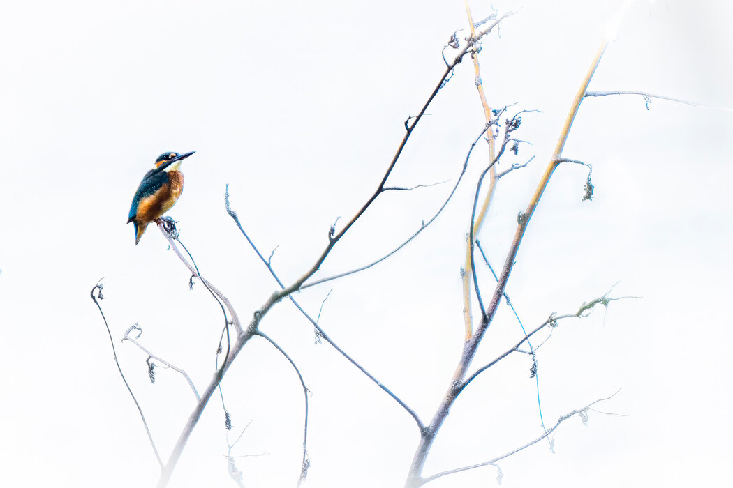Eisvogel, Fotografie
