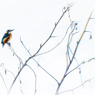 Eisvogel, Fotografie