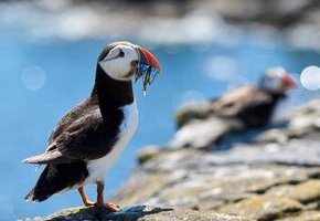 Die wilde Nordsee - Natur, die sich nicht zähmen lässt