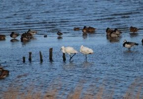 20260114155811_Veranstaltungsbild_Vogelkiek