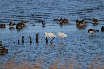 20260114155811_Veranstaltungsbild_Vogelkiek