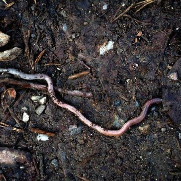 julian-zwengel-nYFZ-Dw_E98-unsplash