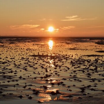Naturkundliche Wattwanderung zum Sonnenunter- und Vollmondaufgang im Nieblumer Watt