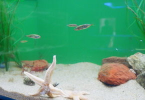 F&uuml;tterung der Aquarientiere im Nationalpark-Haus