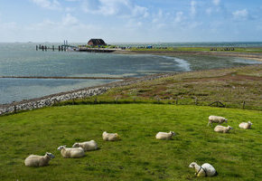 ​Tagesausflug Hallig Langeneß