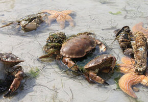 Hallig Langene&szlig; &ndash; Seetierfang &ndash; Seehundsb&auml;nke mit MS "Hauke Haien"