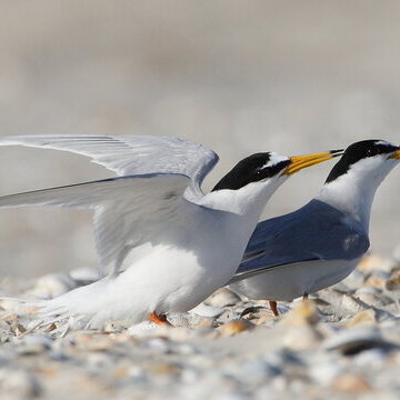"V&ouml;gel des Nationalparks Wattenmeer"