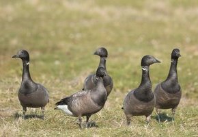 Trauminsel des Vogelzugs &ndash; Tagestour zur Insel Amrum